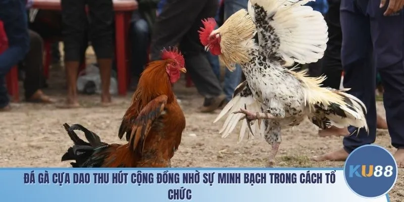 Đá gà cựa dao thu hút cộng đồng nhờ sự minh bạch trong cách tổ chức