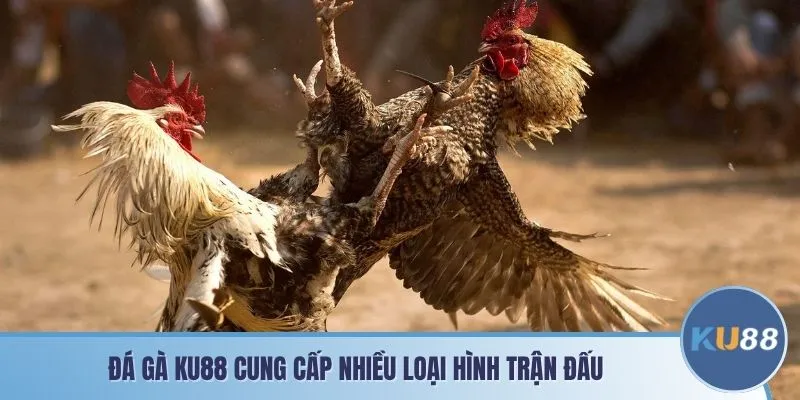 Đá gà KU88 cung cấp nhiều loại hình trận đấu