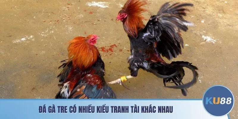 Đá gà tre có nhiều kiểu tranh tài khác nhau