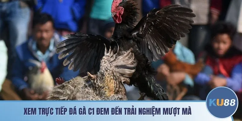 Trực tiếp đá gà C1 đem đến trải nghiệm mượt mà